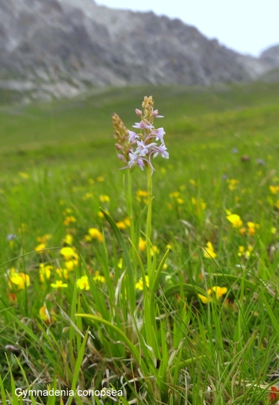 Campo Imperatore, laltopiano e le orchidee  19 giugno 2021.